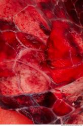 Photo Textures of RAW Pork Meat